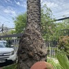 Poda Y Tala De árboles