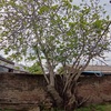 Poda Y Tala De árboles
