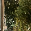 Poda Y Tala De árboles