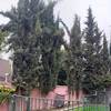Poda Y Tala De árboles