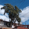 Poda Y Tala De árboles
