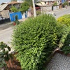 Pequeños Trabajos Jardinería