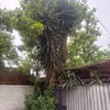 Poda Y Tala De árboles