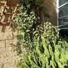 Mantener Jardín